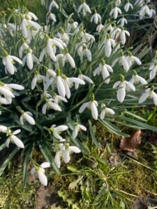 snow drops, top riley