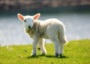 lamb