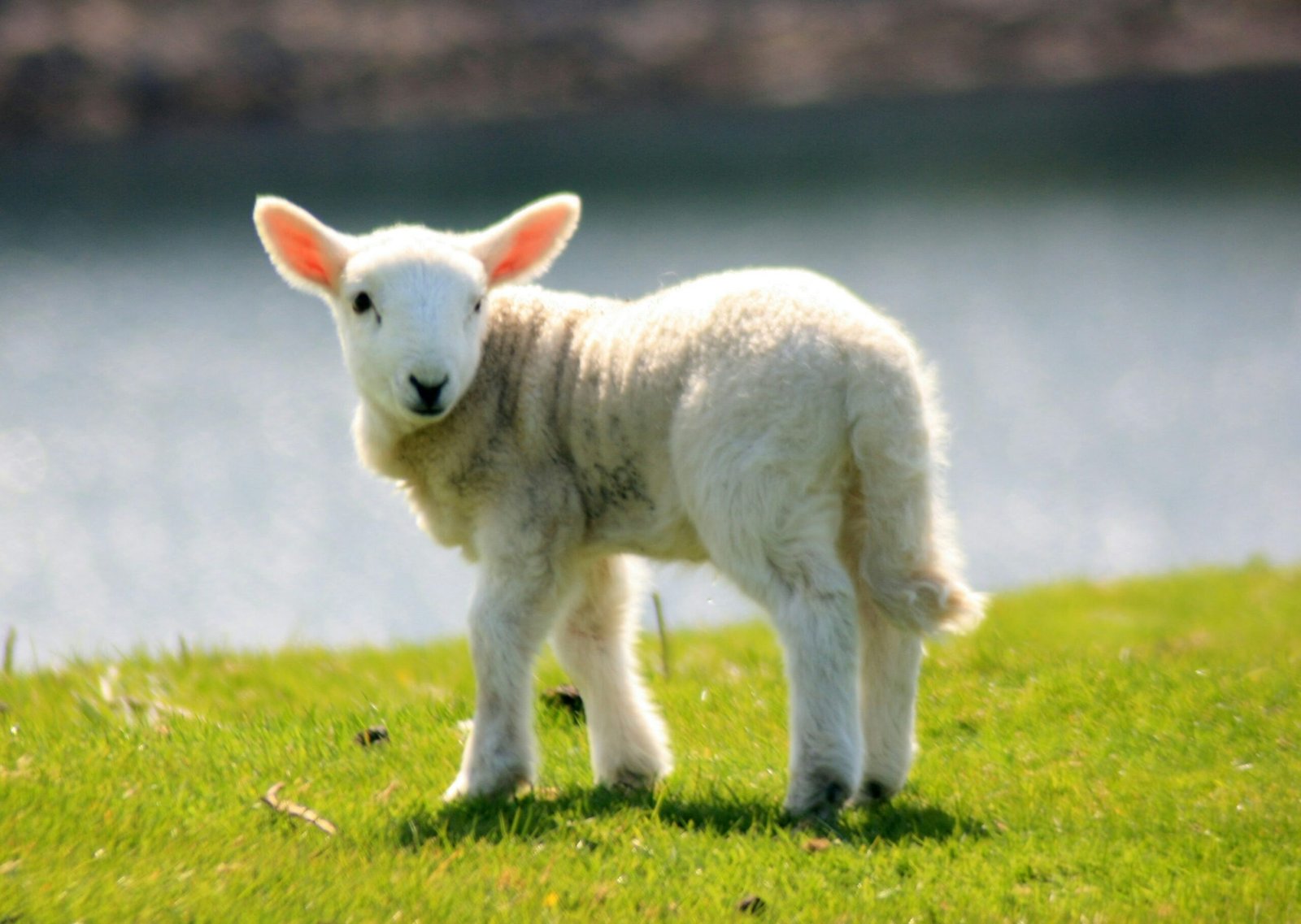 lamb